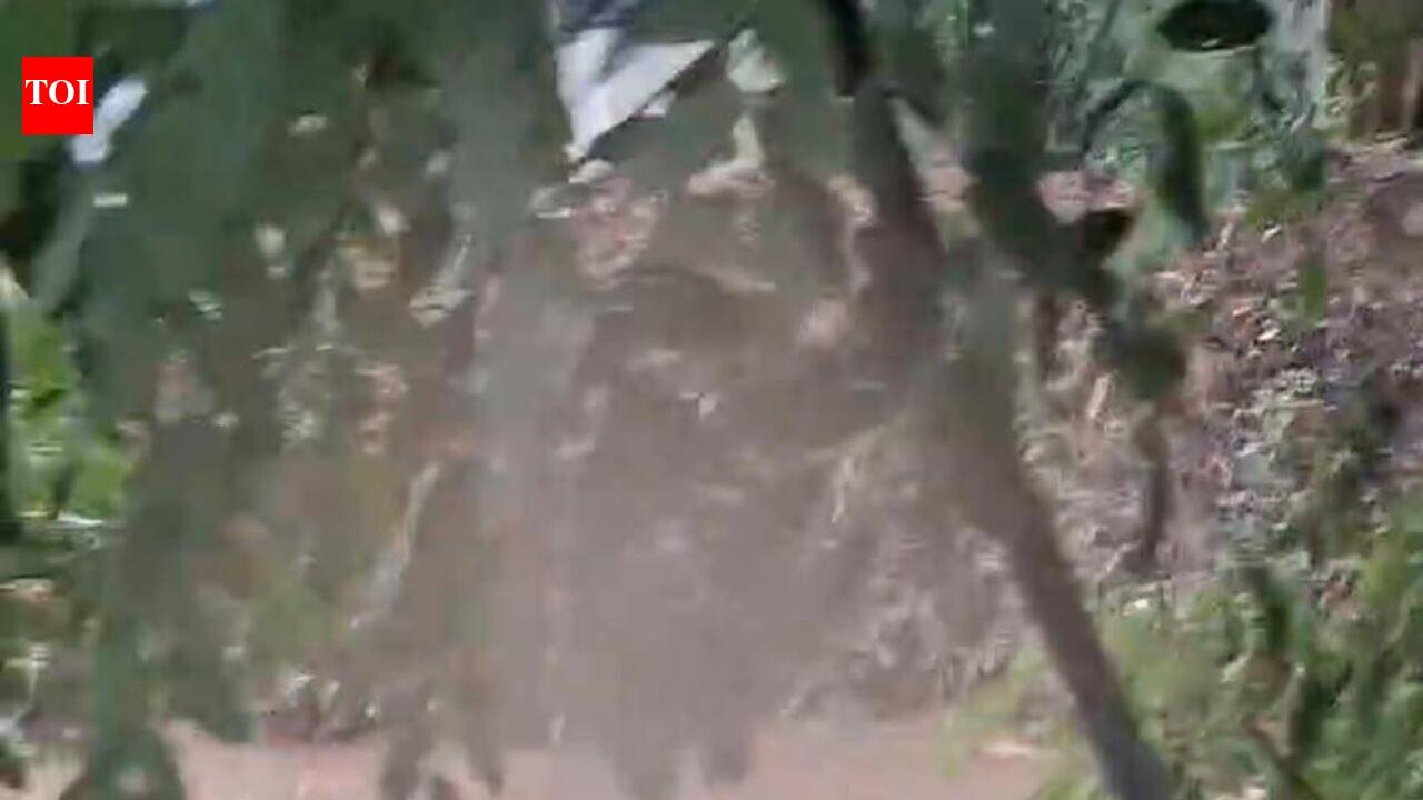 11-year-old girl drowns after falling into canal near Anand SP office