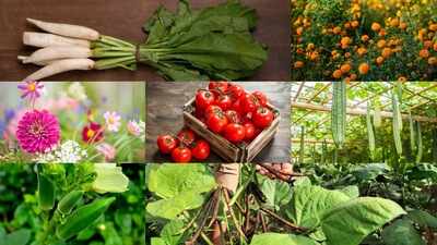 August gardening guide: Which are the best seeds to sow this month