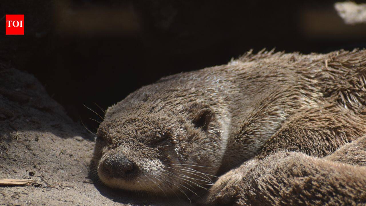 Animals sleep in shocking ways to avoid being eaten or drowning: Are humans missing out?