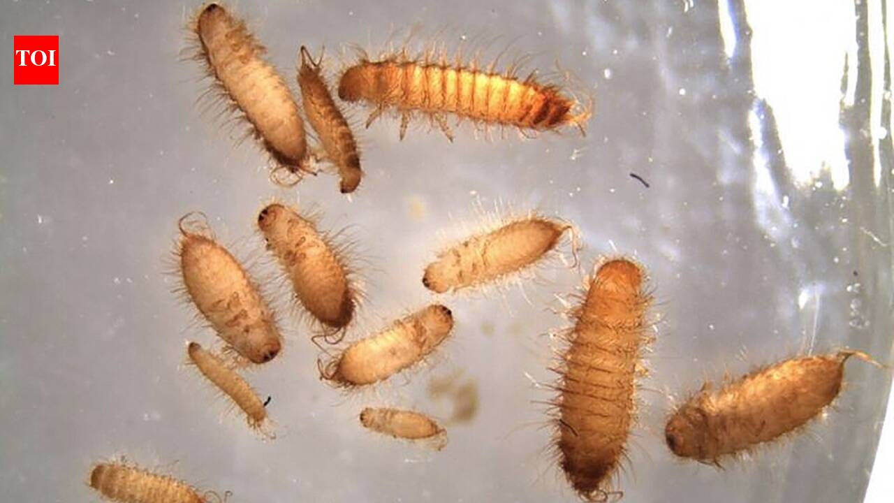 In 1953, the khapra beetle reached US grain stores; authorities fumigated more than 600 infested sites before declaring it eradicated in 1966