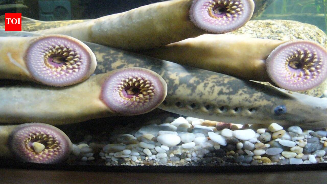 In 1921, a vampire-like sea lamprey appeared above Niagara Falls; by the late 1930s, it had spread through the Great Lakes and devastated native lake trout