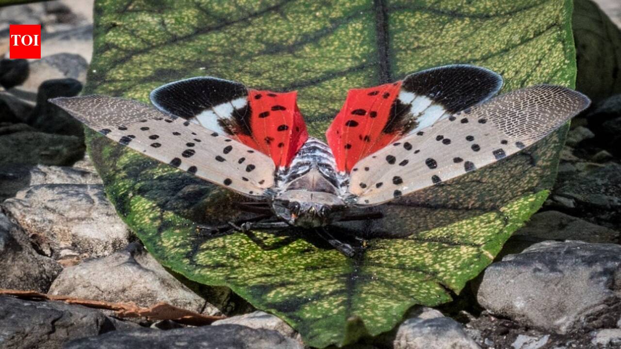 Spotted Lanternfly: A Growing Threat to American Vineyards