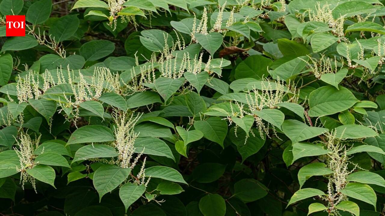In 1850, Britain received Japanese knotweed as an exotic garden ornament; its rapid growth later turned the Victorian prize into a national menace