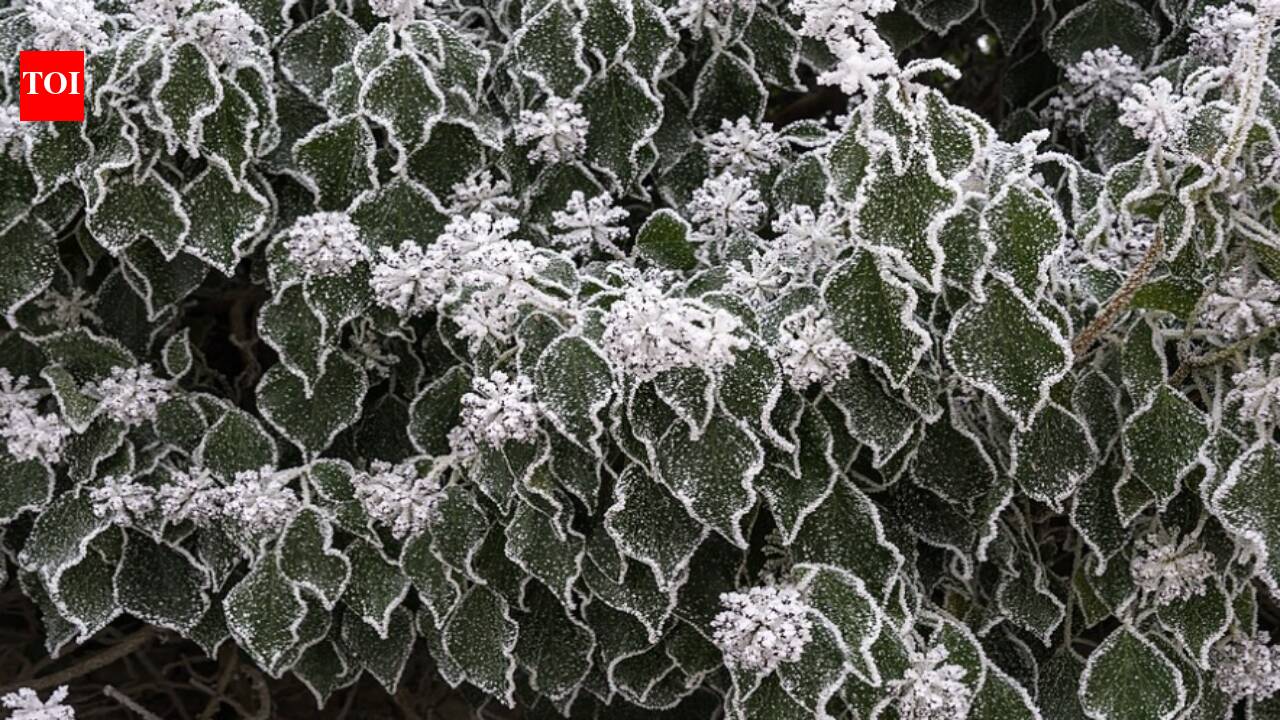 In 1727, colonists brought English ivy to America to cover shady gardens, and now its evergreen vines smother forests and weigh down trees