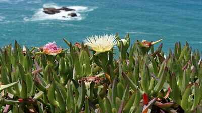 California brought in ice plant in the early 1900s to hold soil in place; it now spreads 3 feet a year, smothering natives and reshaping coastal dunes