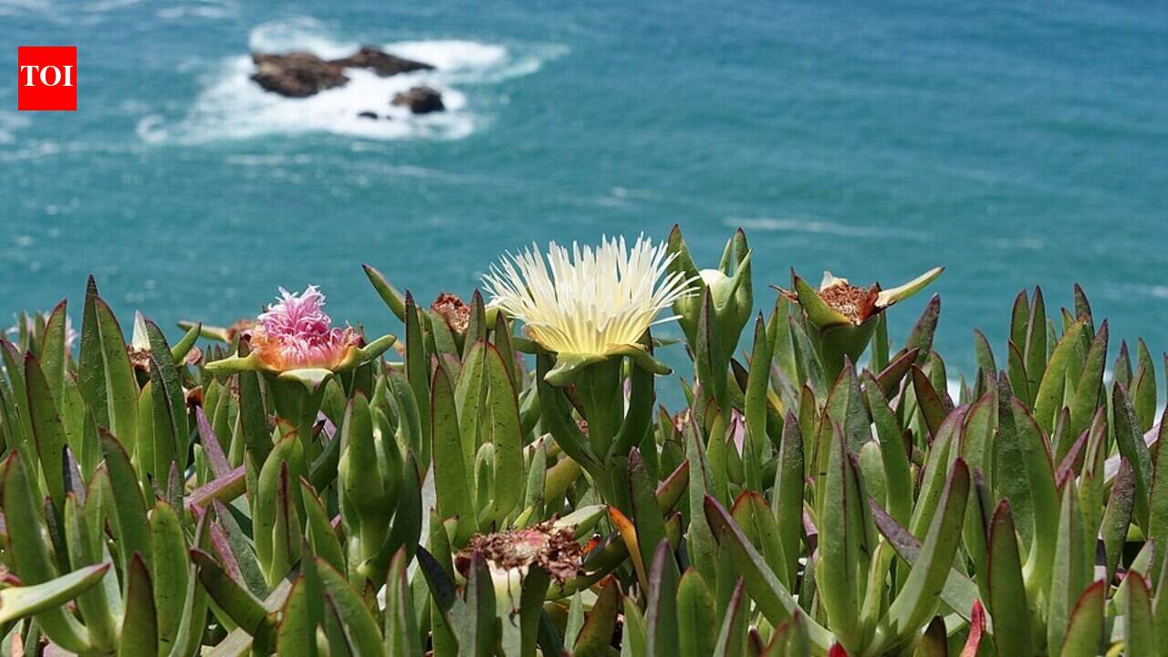 California brought in ice plant in the early 1900s to hold soil in place; it now spreads 3 feet a year, smothering natives and reshaping coastal dunes