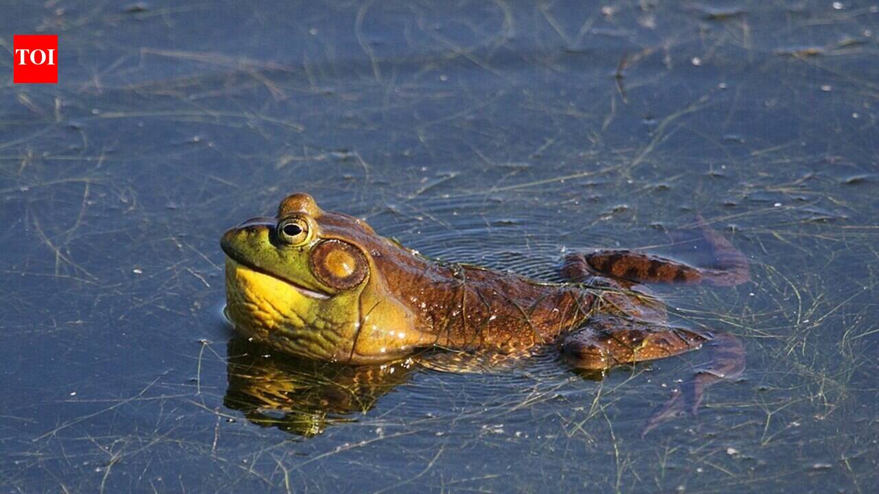 In 1898, American bullfrogs were imported to California for frog legs; the predators later spread across the West, eating native frogs, fish, snakes, birds and small mammals