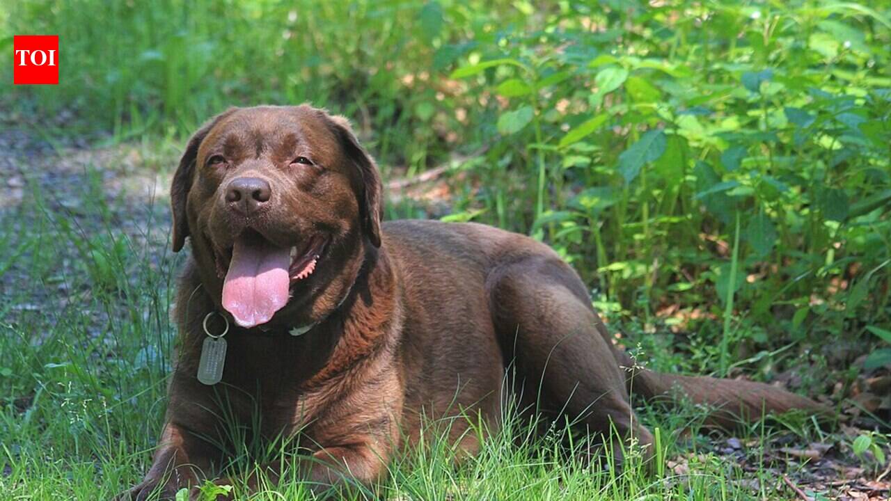 In 2011, giant African land snails were found in Miami; Florida later sent trained Labradors into gardens to sniff out invaders humans could miss