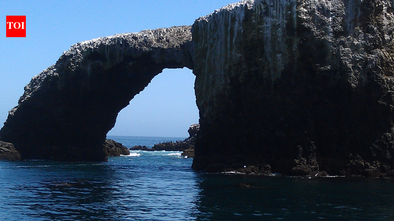 In 2001, California began using helicopters to scatter poisoned grain across Anacapa Island after black rats devoured up to 70% of seabird eggs