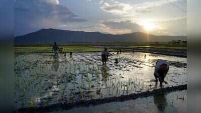 Floods derail paddy plans, Assam turns to alternative crops for farmers’ sustenance