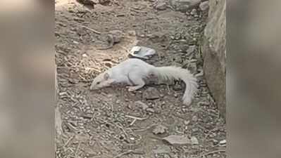 Rare albino squirrel spotted in Tonk after a year