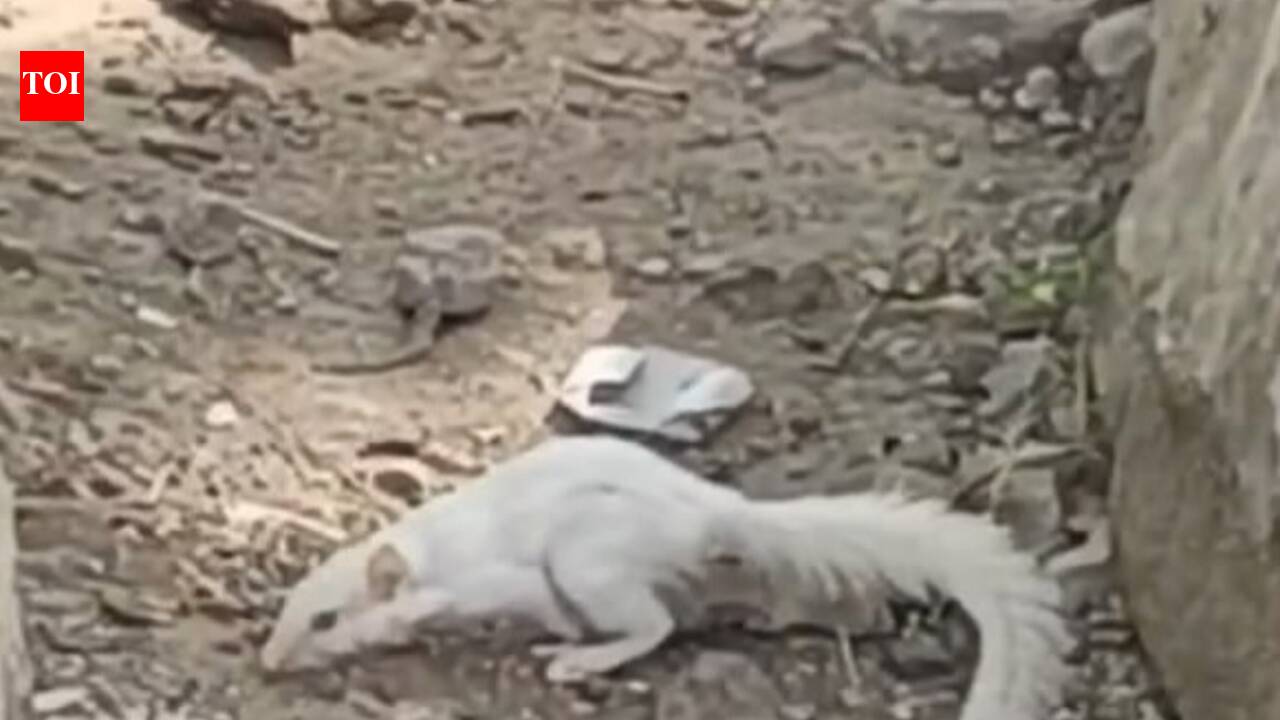 Rare albino squirrel spotted in Tonk after a year