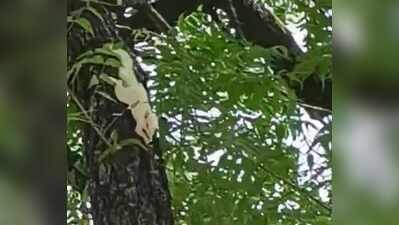 Rare albino squirrel spotted in Tonk after a year