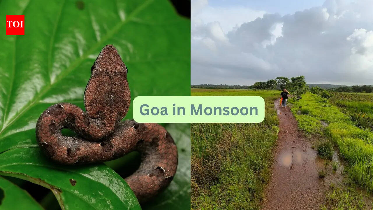 Not planning a trip to Goa in monsoon? 7 things you are missing out on as a traveller