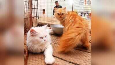 Pet registration camp today, action to be taken after Sept 30