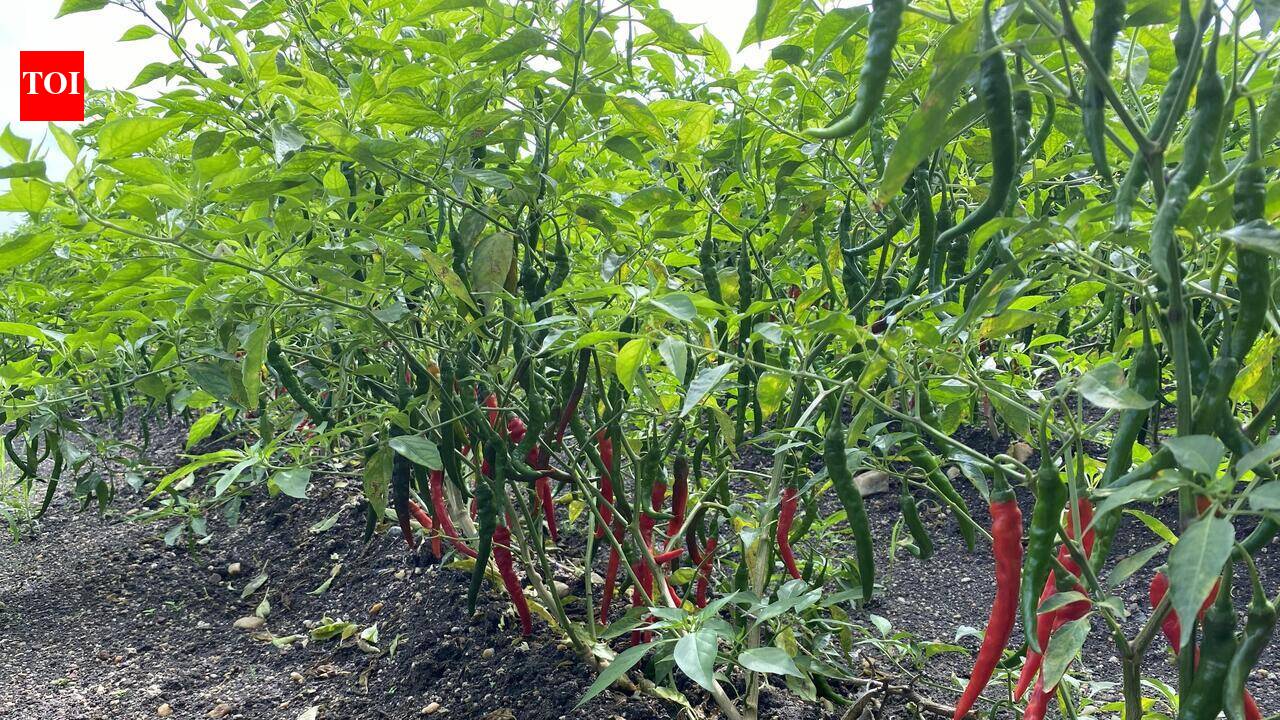 Mandya ZP CEO urges farmers to shift to climate-resilient farming