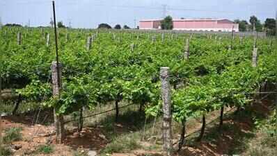 Crushing Realty Squeezes Hyderabad’s Once-Flourishing Vineyards