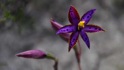 In 2021, Australian scientists cloned one seed of the Queen of Sheba orchid. Five years later, it produced 1,000 plants and its first flower