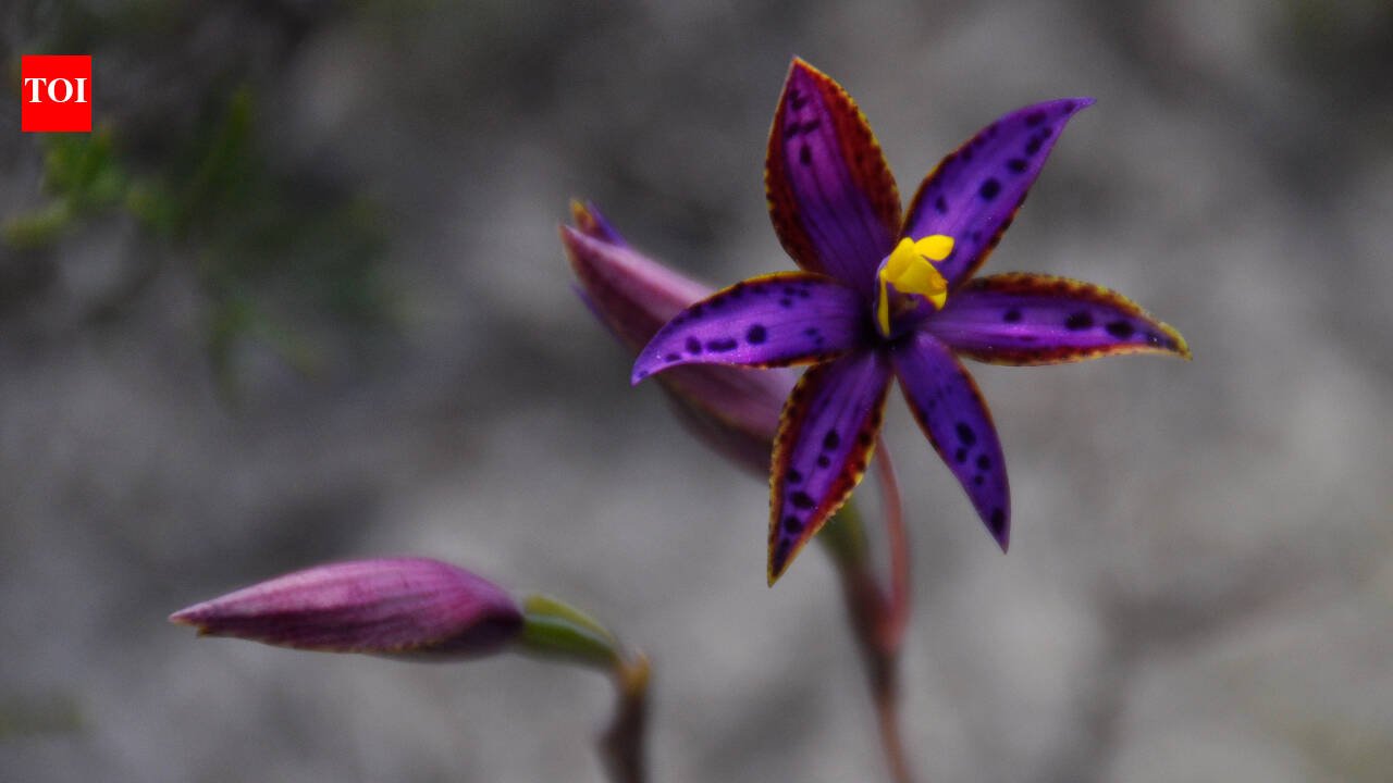 Scientists clone rare Queen of Sheba Orchid, growing 1,000 plants in five years