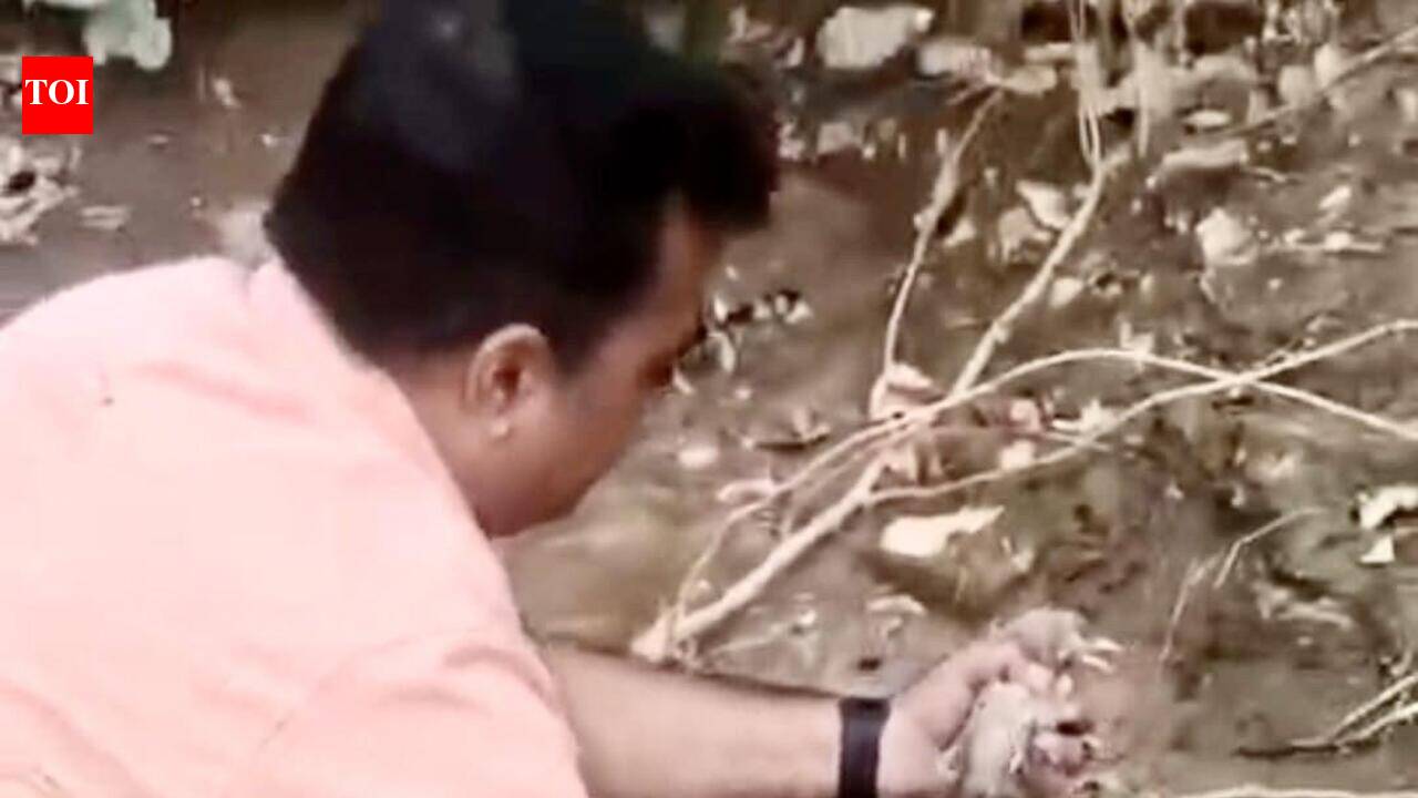 When trash finds its wings: Students build 250 shelters for birds in Noida