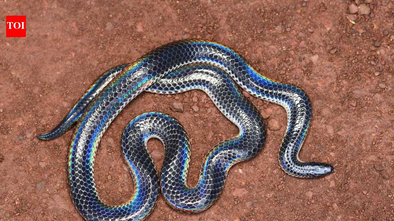 Unpredictable rain drive snake deaths in Chorla Ghat