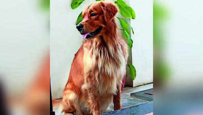Chest coughs, ticks, fungal infections see a sharp uptick among pets this monsoon