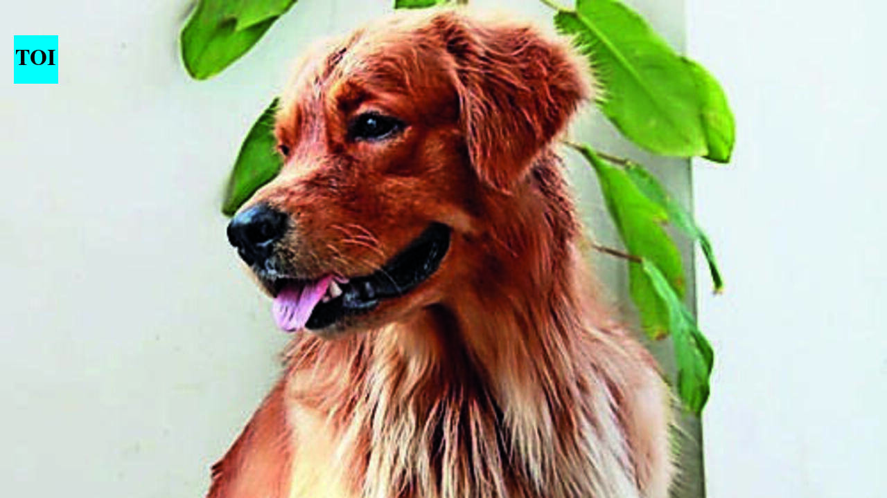 Chest coughs, ticks, fungal infections see a sharp uptick among pets this monsoon