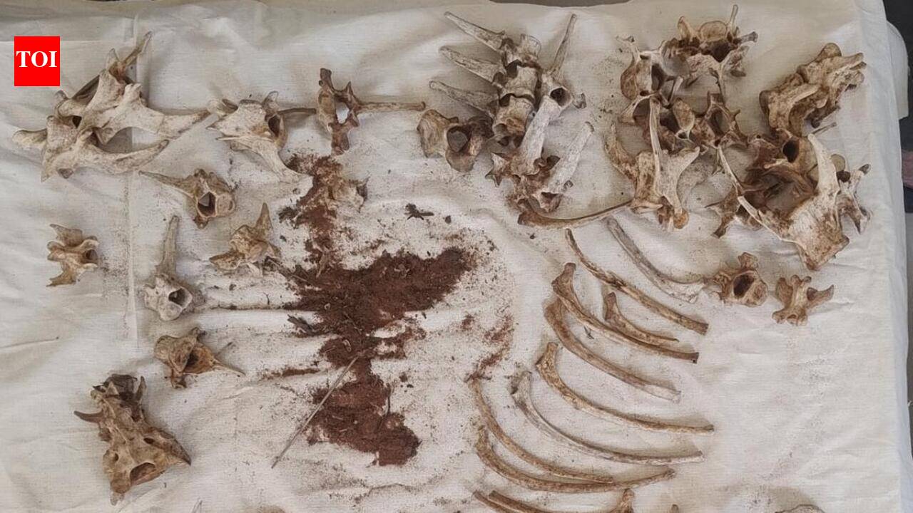 Poaching trail widens as leopard bones, traps seized in MP