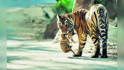 Tigress T-127 spotted with two cubs in Ranthambore Tiger Reserve