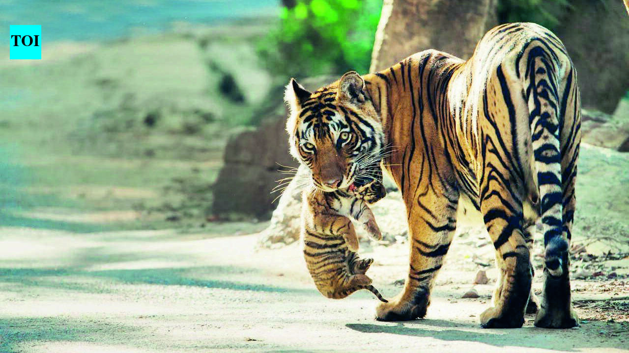 Tigress T-127 spotted with two cubs in Ranthambore Tiger Reserve