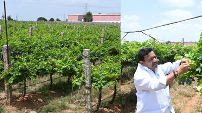 Crushing realty squeezes Hyderabad’s once-flourishing vineyards
