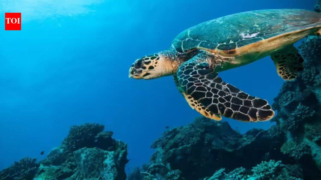 North Indian Ocean sea level rising faster than global average