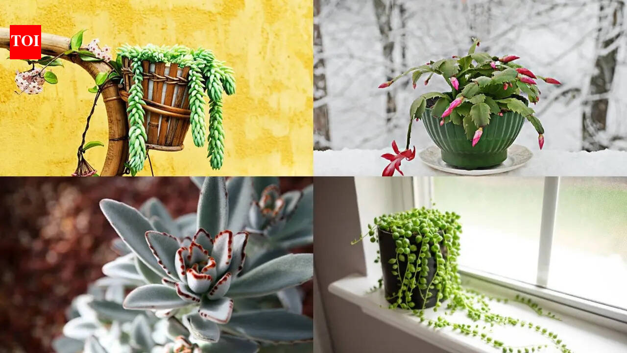 5 Succulent plants perfect for small indoor gardens