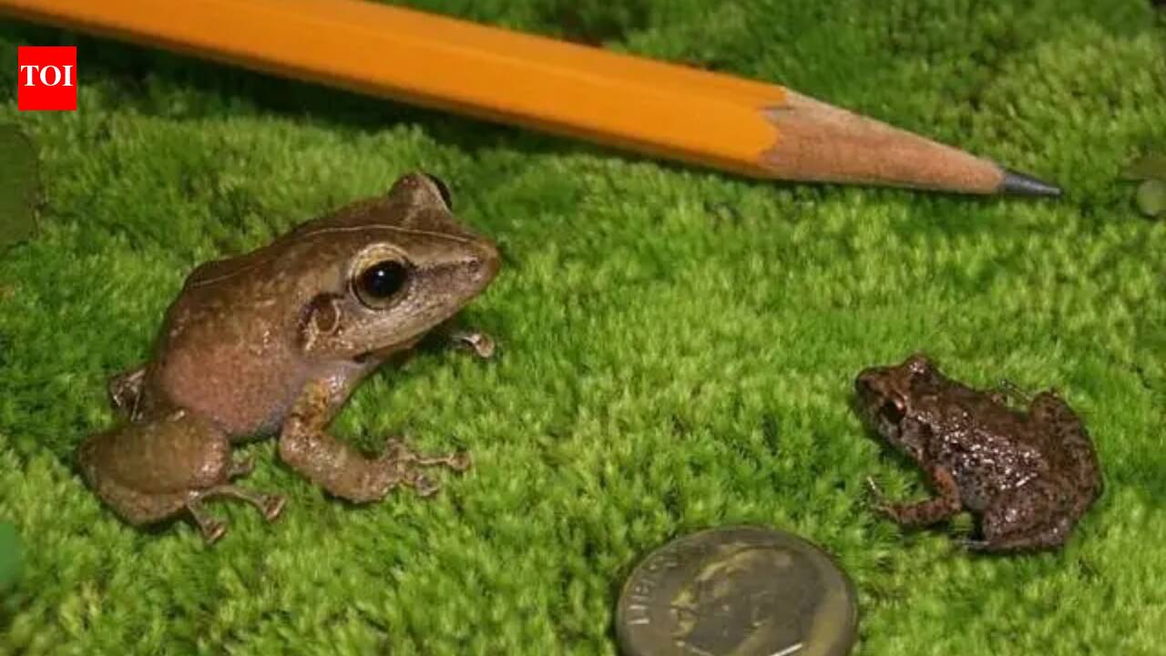 In 1980s, the coqui frog was first reported in Hawaii: A tiny amphibian that divided an entire state