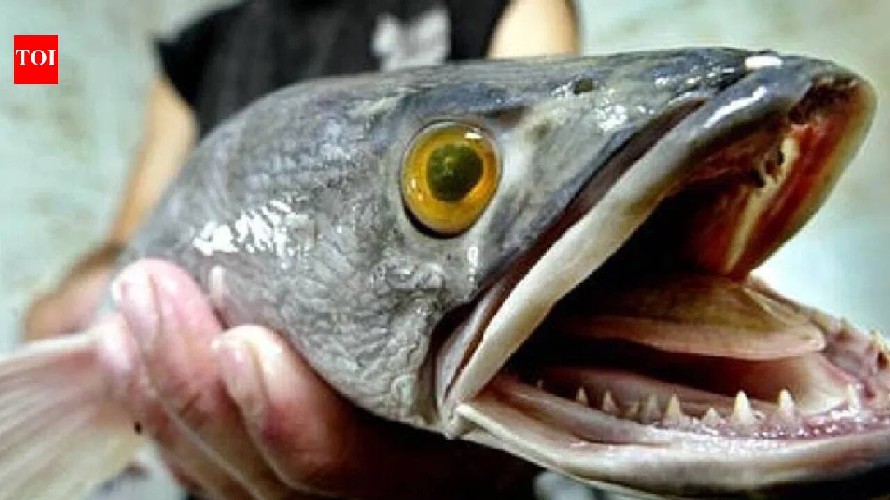 In 2002, snakehead fish appeared in a Maryland pond: The discovery sparked nationwide concern in the US