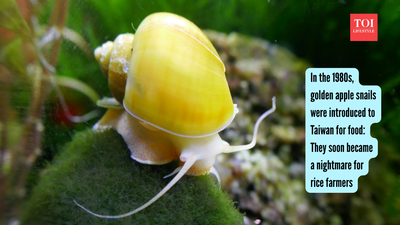 In the 1980s, golden apple snails were introduced to Taiwan for food: They soon became a nightmare for rice farmers