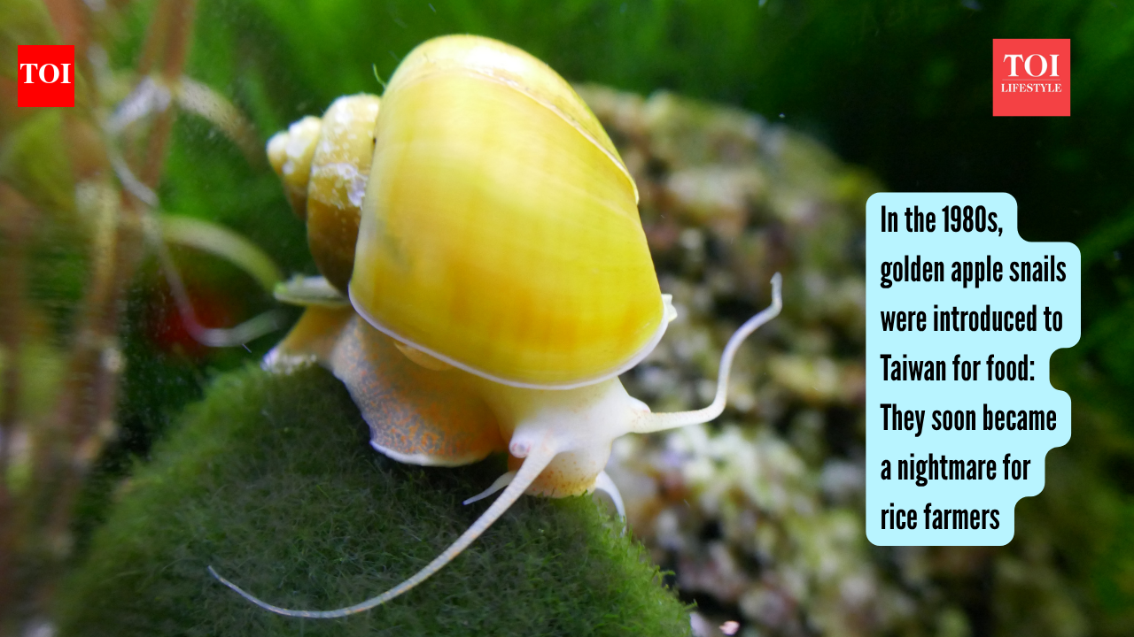 In the 1980s, golden apple snails were introduced to Taiwan for food: They soon became a nightmare for rice farmers