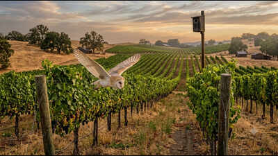 California vineyards installed more than 500 owl boxes; fields with more barn owls had up to 52% fewer rodents without using additional poison