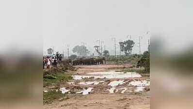 29 wild elephants enter Hazaribag village, damage crops and slow trains