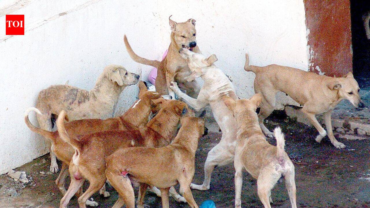 BEST bus driver booked for running over stray dog