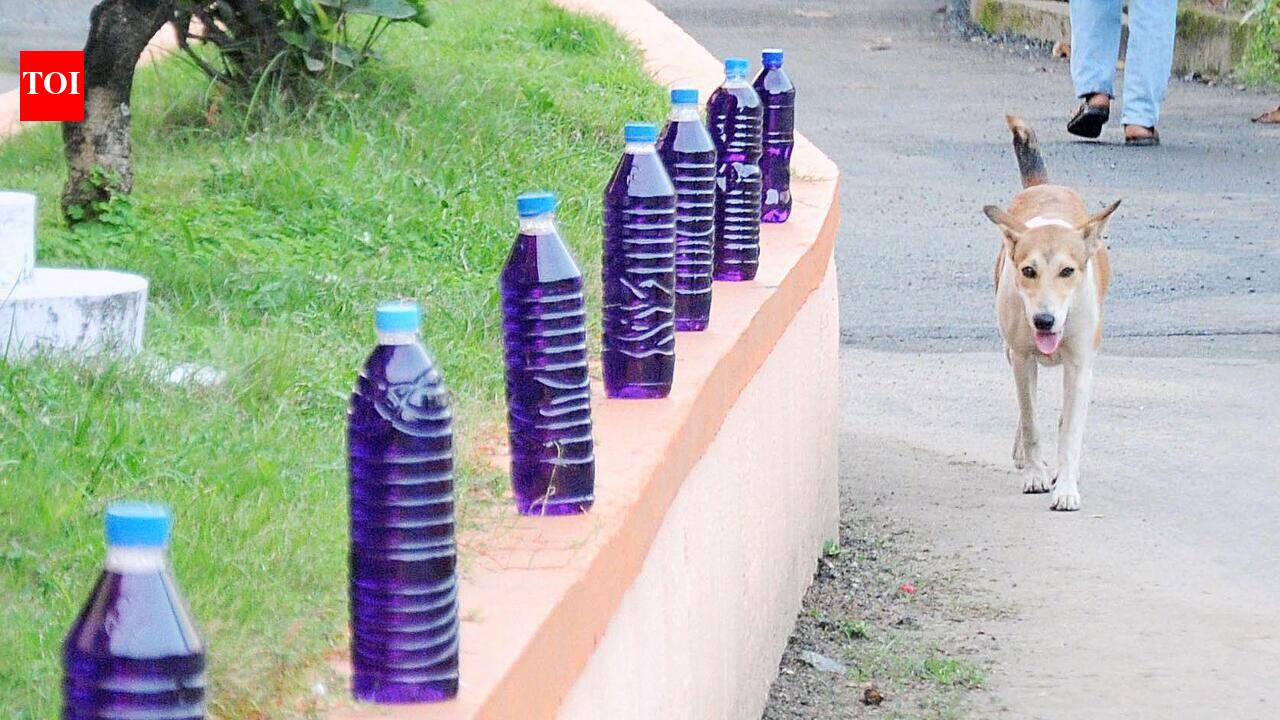 Tripunithura residents protest over stray dog menace, illegal parking
