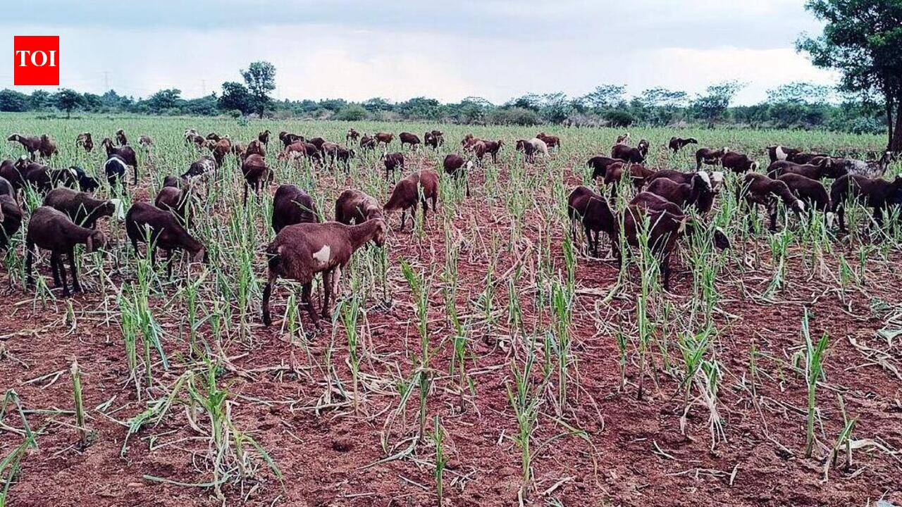 Drought despair: Farmer opens up withered maize field to sheep in Vijayanagara