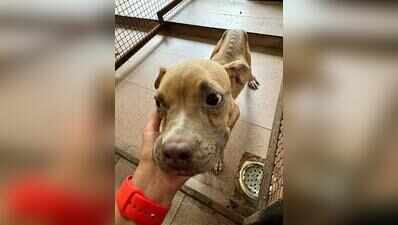 Abandoned pedigree dogs burden shelters
