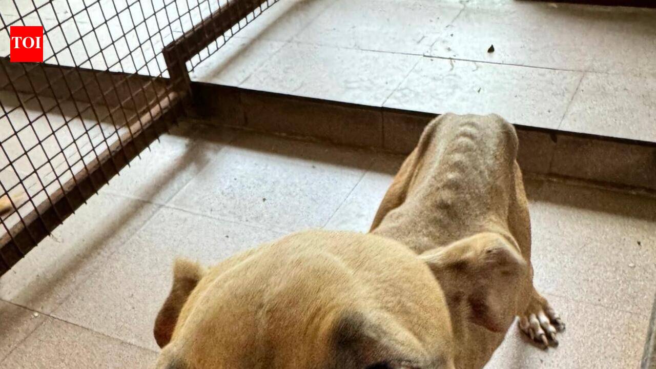 Abandoned pedigree dogs burden shelters