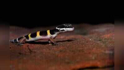 Leopard gecko spotted in Aravali Biodiversity Park for first time