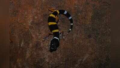 Leopard gecko spotted in Aravali Biodiversity Park for first time