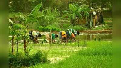 Govt rolls out schemes to revive khazan lands, boost agriculture