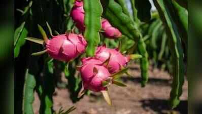 Dragon fruit offers Goa’s young farmers a low-input path to higher returns