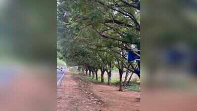 Against the clock, Hyderabadis step up to save 239 Chevella trees