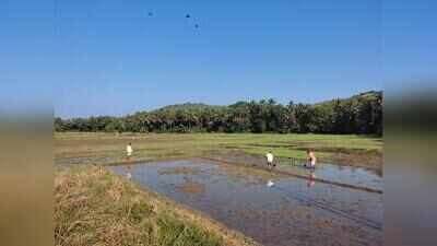 Ex-sarpanch unites farmers, secures govt support to revive forgotten paddy fields in Parcem